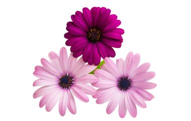 Osteosperumum Çiçek Papatyası Beyaz Arkaplanda izole edildi. Makro Yakın Çekim 