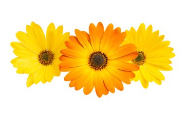 Osteosperumum Çiçek Papatyası Beyaz Arkaplanda izole edildi. Makro Yakın Çekim 