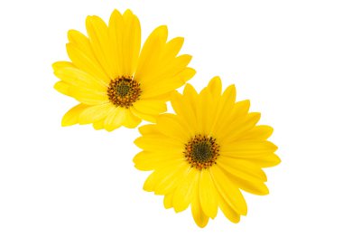 Osteosperumum Çiçek Papatyası Beyaz Arkaplanda izole edildi. Makro Yakın Çekim 