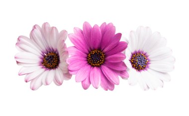 Osteosperumum Çiçek Papatyası Beyaz Arkaplanda izole edildi. Makro Yakın Çekim 
