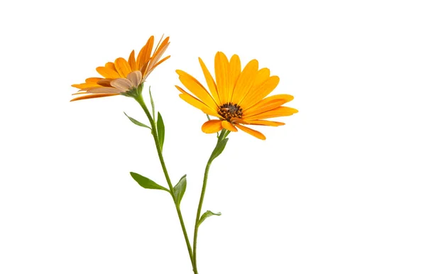 Osteosperumum Flower Marguerite Isolée Sur Fond Blanc Macro Gros Plan — Photo