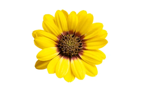 Osteosperumum Flower Daisy Isolated White Background Macro Closeup — Stock Photo, Image