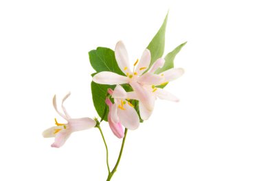 Beyaz arka plan üzerinde çayır pembe çiçekler