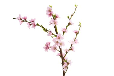 Beyaz arkaplanda izole edilmiş sakura çiçekleri