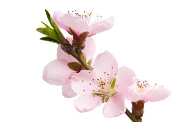 Beyaz arkaplanda izole edilmiş sakura çiçekleri