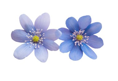 Beyaz bir arka plan üzerinde mantarı nobilis çiçekler 