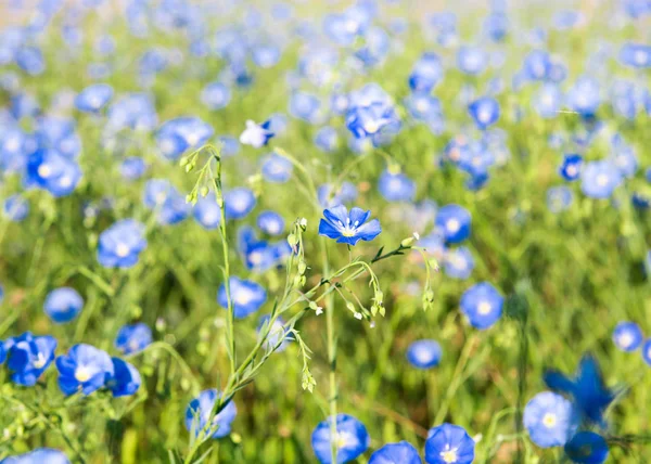 Fleurs Lin Poussant Dans Prairie — Photo