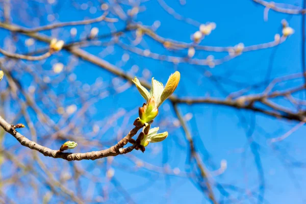 Botões Uma Árvore Castanha Início Primavera — Fotografia de Stock