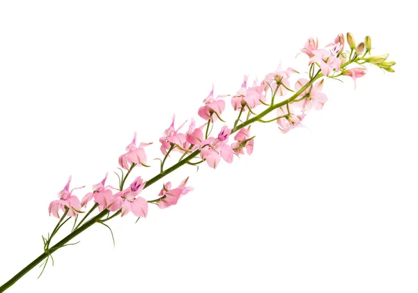 Prado Flores Rosa Fundo Branco — Fotografia de Stock