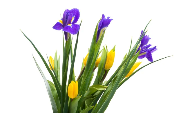 Strauß Von Iris Und Tulpen Isoliert Auf Weißem Hintergrund — Stockfoto