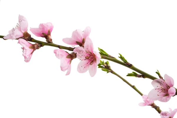 Sakura Flowers Isolated White Background — Stock Photo, Image