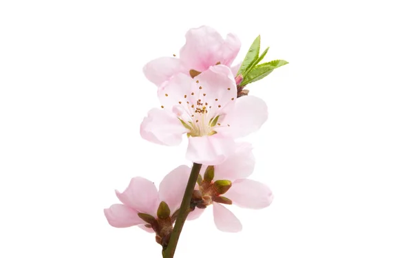 Sakura Flowers Isolated White Background — Stock Photo, Image