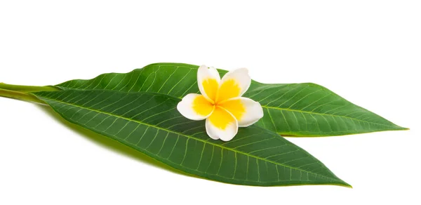 Frangipani Aislado Sobre Fondo Blanco — Foto de Stock