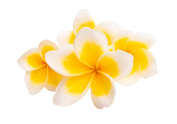 Frangipani Aislado Sobre Fondo Blanco — Foto de Stock