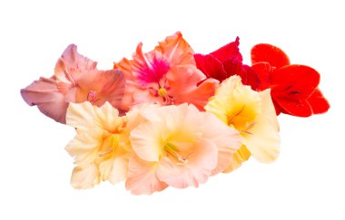 Beyaz arka plan üzerinde izole Glayöl çiçek