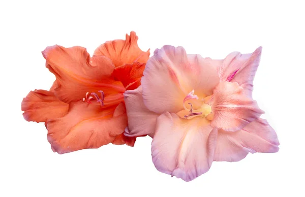 Flores Gladiolo Aisladas Sobre Fondo Blanco —  Fotos de Stock