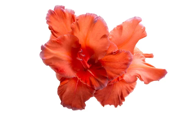 Gladiolus Blommor Isolerad Vit Bakgrund — Stockfoto