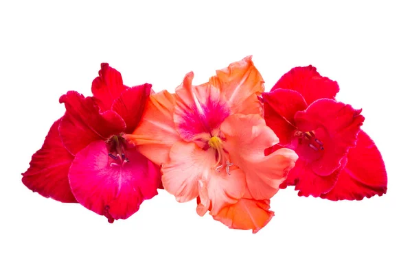 Gladiolus Blommor Isolerad Vit Bakgrund — Stockfoto