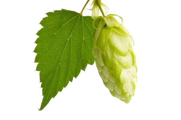 Cônes Houblon Isolés Sur Fond Blanc — Photo