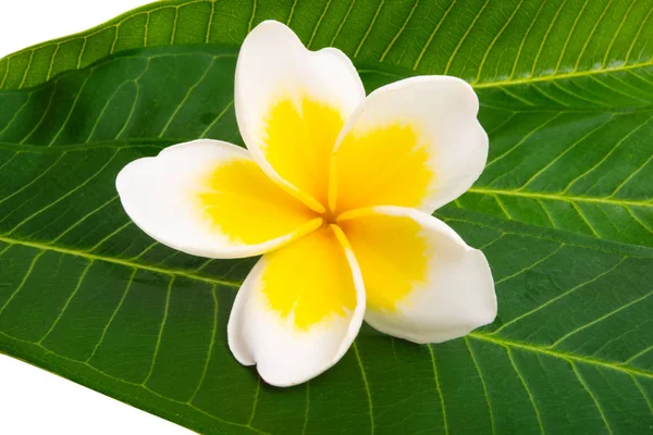 Frangipani Изолированы Белом Фоне — стоковое фото