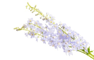 Beyaz arka plan üzerinde izole delphinium çiçekler