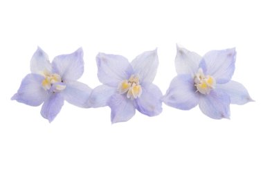 Beyaz arka plan üzerinde izole delphinium çiçekler