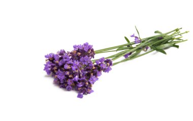 Beyaz arkaplanda lavanta izole edildi