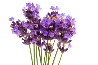 Beyaz arkaplanda lavanta izole edildi