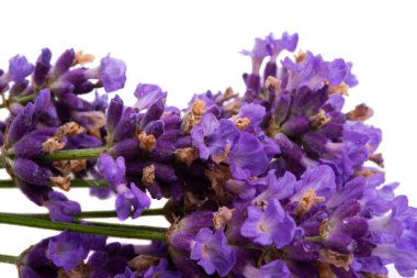 Beyaz arkaplanda lavanta izole edildi