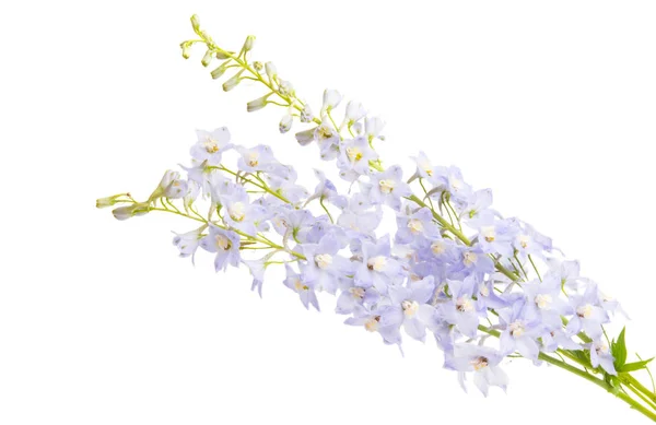白い背景で隔離のデルフィ ニウム花 — ストック写真