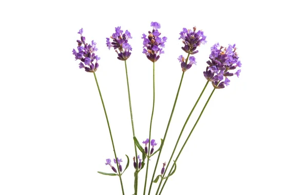 Lavanda Aislada Sobre Fondo Blanco — Foto de Stock