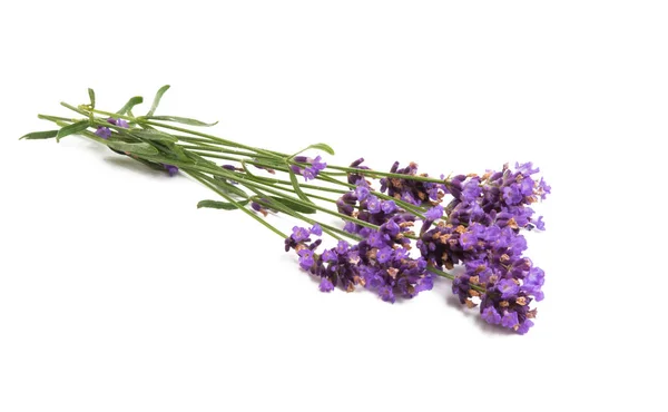 Lavendel Geïsoleerd Witte Achtergrond — Stockfoto