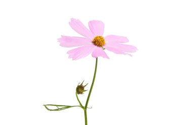 Beyaz arka plan üzerinde izole Cosmea çiçek