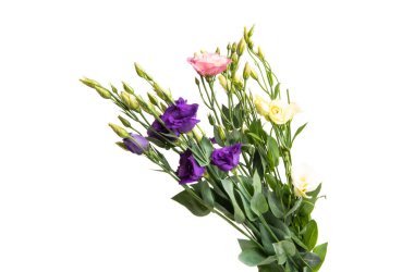 Beyaz arka plan üzerinde izole eustoma