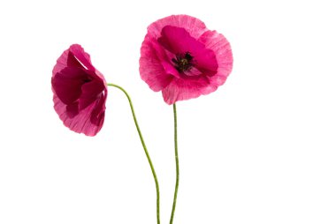 Beyaz arka plan üzerinde izole pembe haşhaş