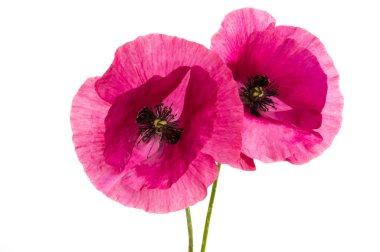 Beyaz arka plan üzerinde izole pembe haşhaş