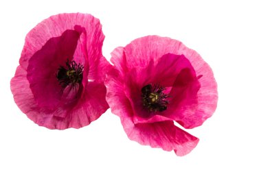 Beyaz arka plan üzerinde izole pembe haşhaş