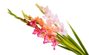 Beyaz arka plan üzerinde izole kılıç çiçeği buket