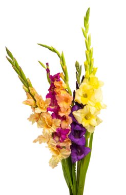 Beyaz arka plan üzerinde izole kılıç çiçeği buket