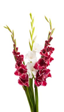 Beyaz arka plan üzerinde izole kılıç çiçeği buket