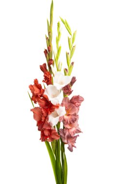 Beyaz arka plan üzerinde izole kılıç çiçeği buket