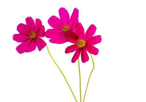 Cosmea Flores Isoladas Fundo Branco — Fotografia de Stock