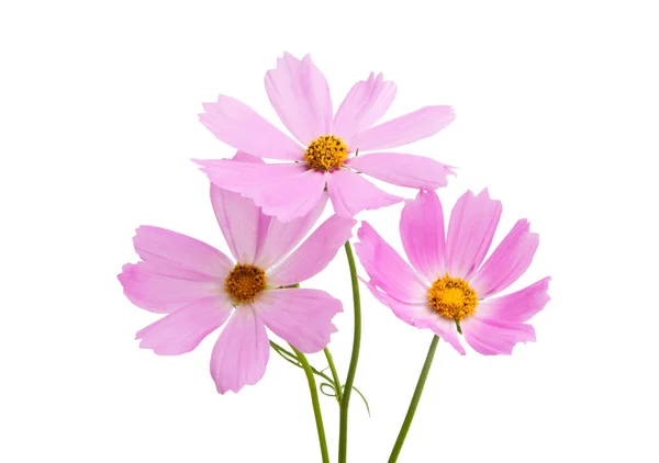 Cosmea Flores Aisladas Sobre Fondo Blanco — Foto de Stock