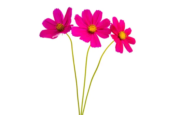 Cosmea Flowers Isolated White Background — Stock Photo, Image
