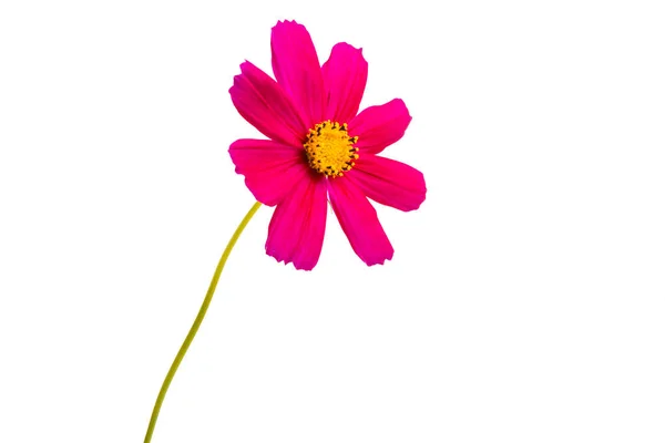 Cosmea Bloemen Geïsoleerd Witte Achtergrond — Stockfoto