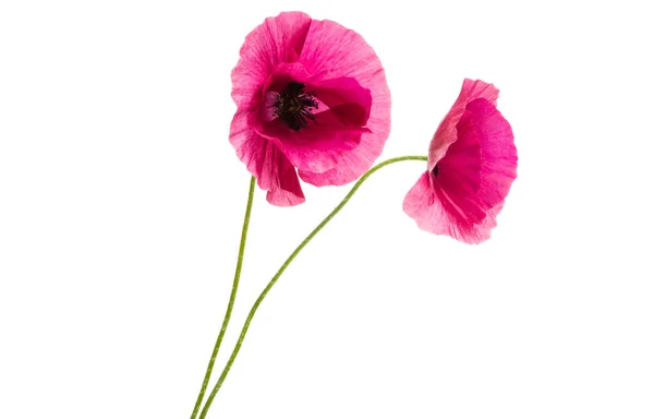 孤立在白色背景上的粉红罂粟 — 图库照片