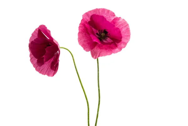 孤立在白色背景上的粉红罂粟 — 图库照片