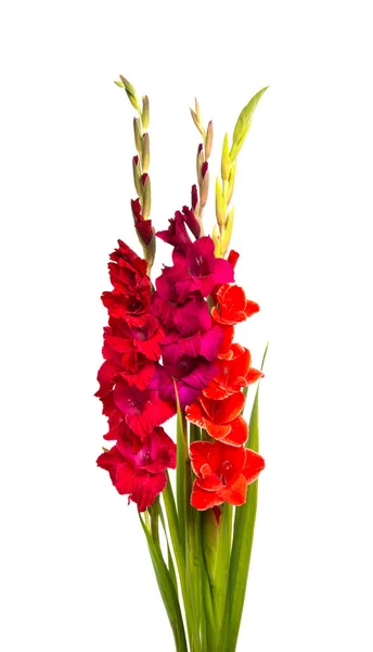 Strauß Gladiolen Isoliert Auf Weißem Hintergrund — Stockfoto
