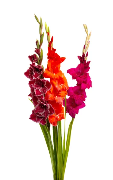 Bouquet Gladioli Isolati Sfondo Bianco — Foto Stock