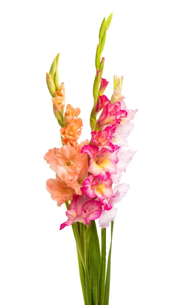 Strauß Gladiolen Isoliert Auf Weißem Hintergrund — Stockfoto